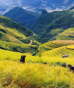 Tour Du Lịch: Hạ Long | Ninh Bình | Hà Nội | Sapa